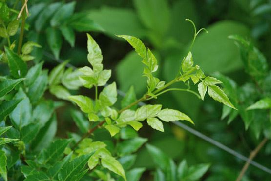 Vine Tea Extract Vine Tea Extract