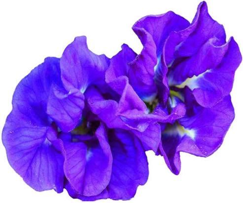 Best Butterfly Pea Powder